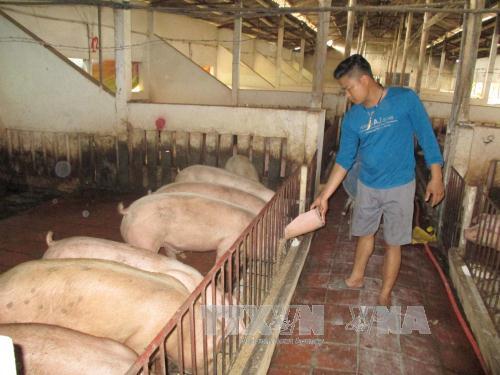 Làm giàu từ mô hình trang trại sạch 